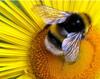 Государственный природный заповедник Шульган-Таш по праву может считаться мировым центром бортевого пчеловодства, а еще это родина самой ценной среднерусской медоносной пчелы – бурзянки. Также ее иног