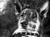 На параде Победы 24 июня 1945-го года военные на руках несли собаку. Причем лежала она на шинели самого Сталина. Это была одна из дрессированных собак, которые в о время войны помогали саперам при раз