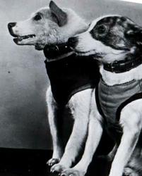 Белка и Стрелка — советские собаки-космонавты — первые животные, совершившие орбитальный космический полёт на корабле «Спутник-5», уже имевшем на своем борту необходимые прототипы систем жизнеобеспече