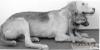 В 1954 г. Владимир Демихов потряс мир, продемонстрировав монстра, созданного хирургическим путем: двухголовую собаку. Он создал это существо в лаборатории на окраине Москвы, пересадив голову, плечи и 