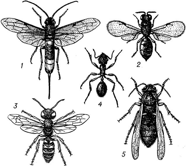 Перепончатые виды. Отряд Перепончатокрылые Крылья. Перепончатокрылые куколки. Перепончатокрылые рис 74. Личинки перепончатокрылых насекомых.