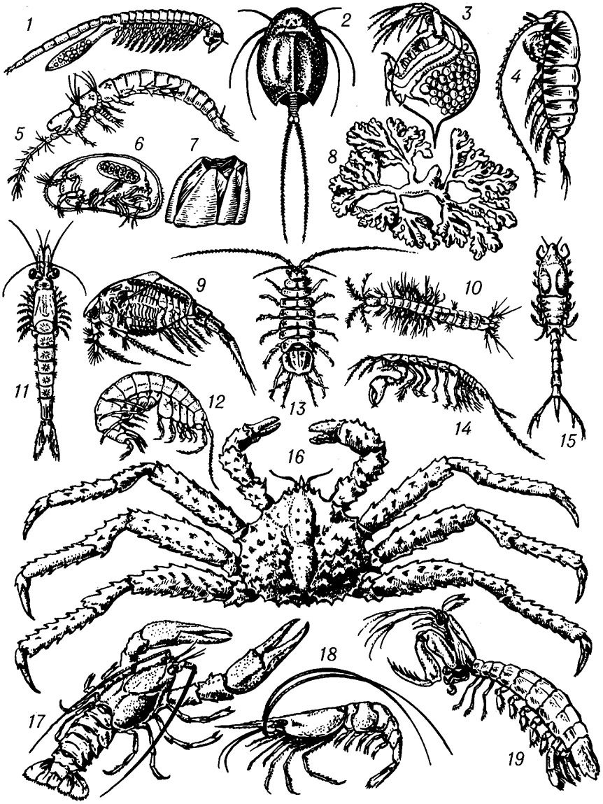 Личинка членистоногих. Членистоногие. Членистоногие ракообразные. Ракообразные беспозвоночные. Личинки членистоногих.