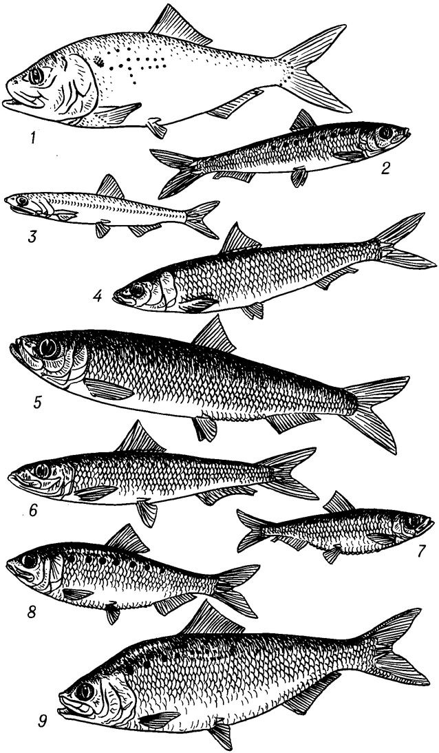 Виды сельди. Сельдеобразные представители. Семейство сельдевых. Сельдеобразные рыбы. Отряд Сельдеобразные.